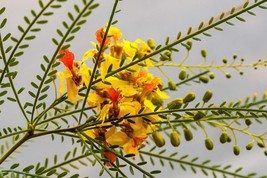 KKG 25 Jer Lem Thorn Tree Palo Verde Parkinsonia Aculeata Yellow Red Fre... - $166.87 MXN