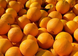 5 Navel Orange Seeds Non-GMO, Heirloom, Fast Shipping - $5.96