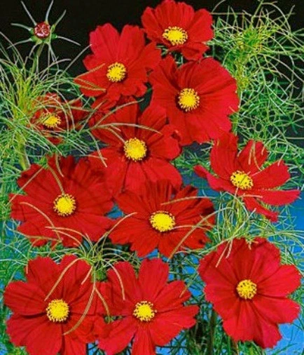 1/4 oz Red Cosmos Seeds, Dazzler, Heirloom Cosmos Seeds, Bulk Cosmos 1125ct - $13.19