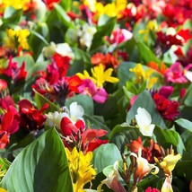 5 Mixed Canna Lily Generalis Mix Colors Red Yellow Hummingbird Flower Seeds Fast - $14.45