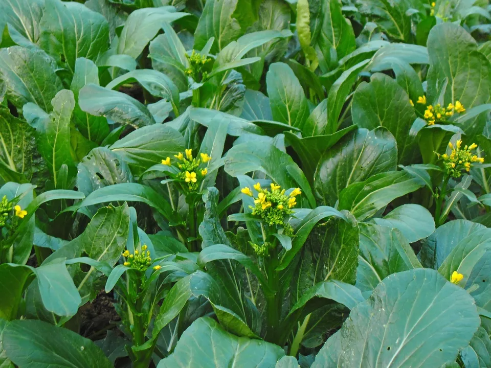 250 Yu Choy Sum Seeds Early Flowering Brassica Greens Heirloom - £3.28 GBP