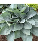 Hosta ABOVE THE CLOUDS large new *Imperfect blue 2.5" pot - 1 Live Potte... - $32.68