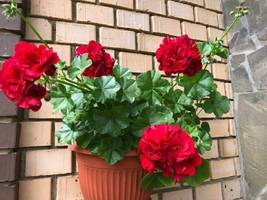 Hanging Geranium Purely Deep Red Perennial Flowers, 10 Seeds - £9.59 GBP