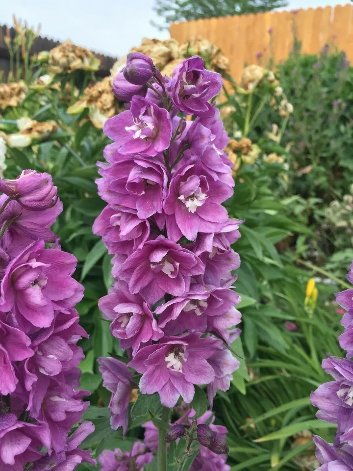 75 Seeds Delphinium Pink Delphina Rose Perennial Attracts Hummingbirds From US - £7.85 GBP