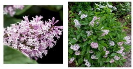 Little Lady Lilac 25 Seeds Tree Fragrant Flowers Perennial Seed Flower - £17.57 GBP