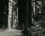 Vtg Postcard 1900s UDB Eureka California CA Bolling Grove Humboldt Redwo... - $19.75