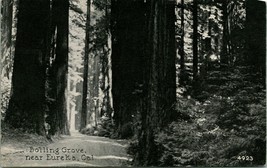 Vtg Postcard 1900s UDB Eureka California CA Bolling Grove Humboldt Redwoods Park - £15.49 GBP