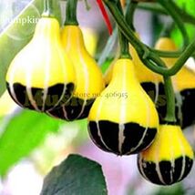 Naughty Boy Black Yellow Pumpkin 8 Seeds - $7.99