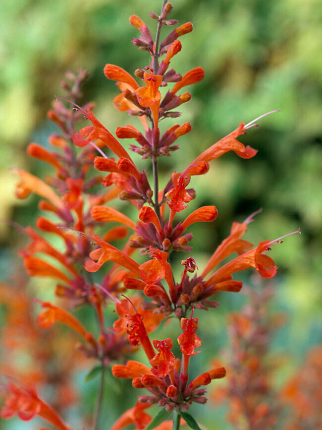 100 Red Hyssop Seeds Agastache Perennial Flower Seed Flowers Bloom Fresh... - $9.98
