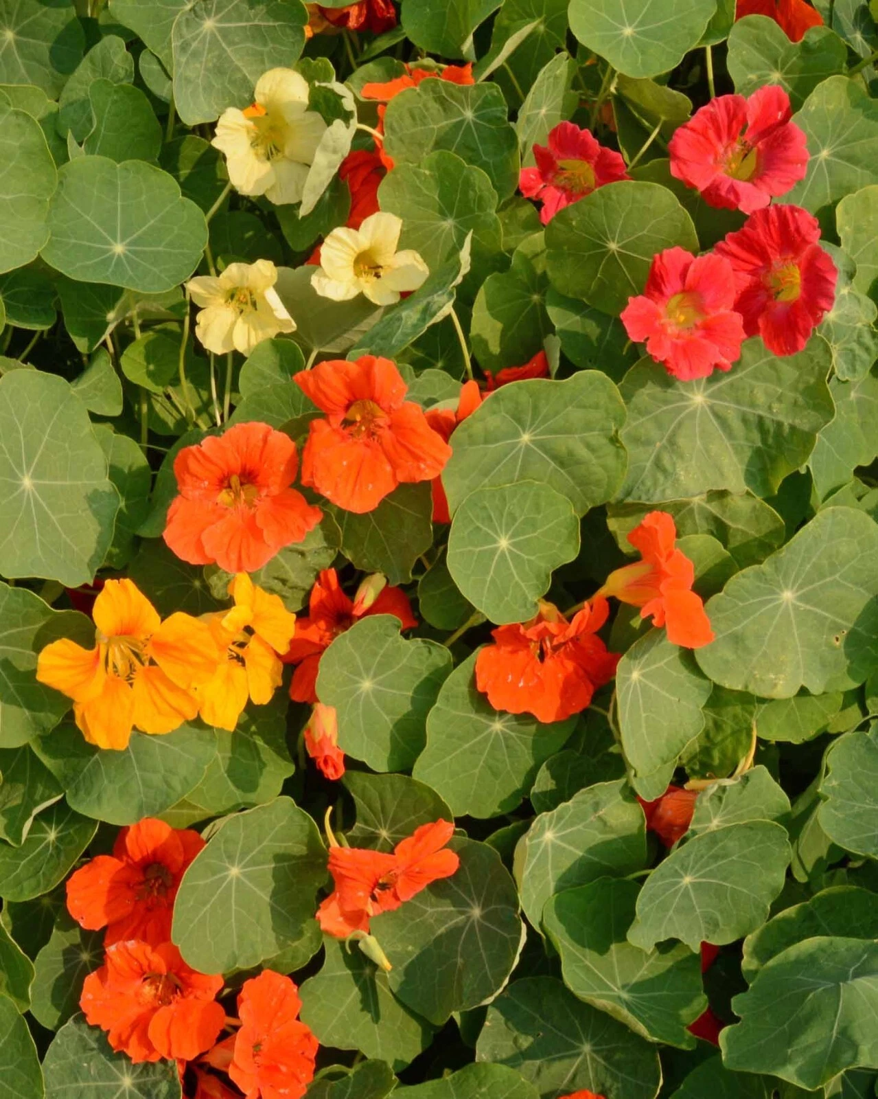 Nasturtium - Single Mix, 50 Seeds Per Packet, Non-GMO - $3.83