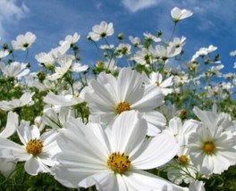 KKG Cosmos Purity 30 Flower Seeds Easy Grow - $9.12
