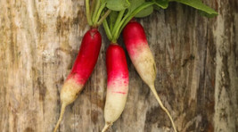 Garden Store 500 Fire And Ice Radish Seeds FROM USA  - £7.44 GBP