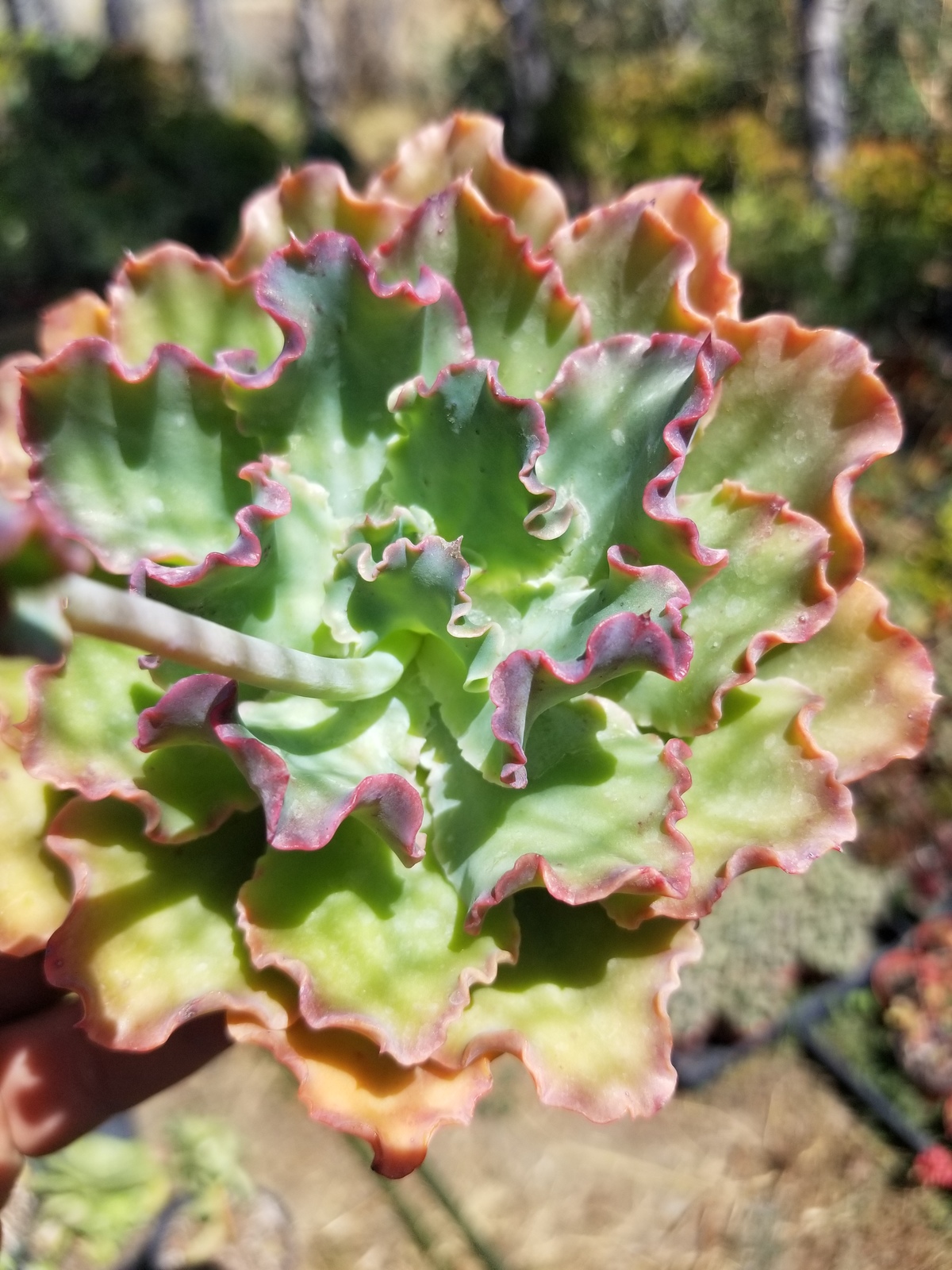 4&quot; Echeveria Blue Curls - $10.99