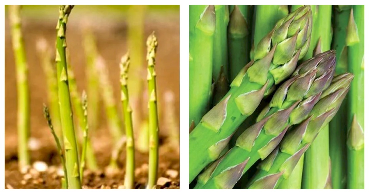 Asparagus Seeds Mary Washington Asparagus (Asparagus officinalis) 100 Seeds - £13.58 GBP