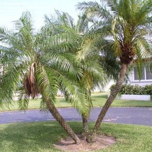 Pygmy Date Palm Seeds Phoenix Roebelenii Packet Of 10 Seeds USA SELLER Fast Ship - £13.85 GBP