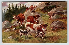 Postcard Cows Animals Rustic Mountains Rocks HKM Serie 228 A Muller Germany - $16.63
