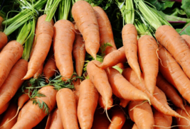 500 Pc Seeds Danvers Half Long Carrot Vegetable, Carrot Seeds for Planting | RK - £15.10 GBP