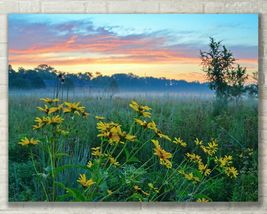 Ohio Landscape, Sunrise, Wildflower Field - Fine Art Photo, Metal, Canvas, Paper - £24.77 GBP+