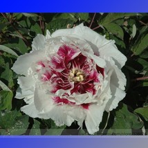 White Dark Red Tree Peony Flower Seeds Pack 5 Seeds Light Fragrant Flower #Nf699 - £9.37 GBP