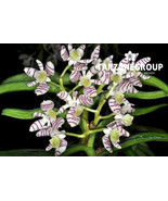 TRICHOGLOTTIS PUSILLA SMALL ORCHID MOUNTED - $789.02 MXN