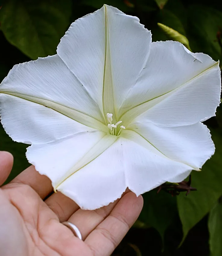 20 Seeds Moon Flower Fragrant, White Morning Glory Fragrant Vine Flower - £7.82 GBP