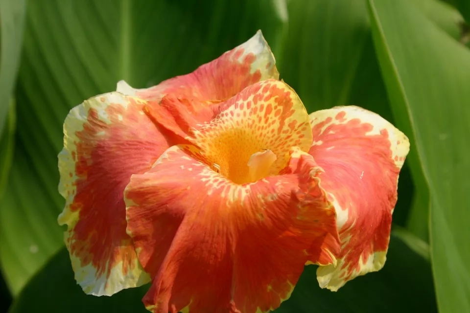 Live Orange King Humbert Canna Tropical Aquatic Marginal Pond/Bog Plant ... - $38.90