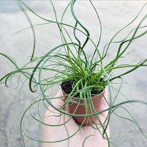 Live Corkscrew Rush Winter Hardy Aquatic Marginal Pond/Bog Plant In 2” Pot - $9.89