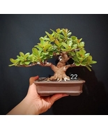 Bonsai Ficus / Red Dollar Micro - $1,000.00