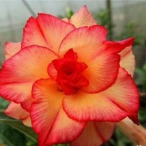 4 pcs Double Red Yellow Desert Rose Seed Adenium Flower Perennial Seed - £10.77 GBP