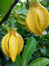 5 Pc Seeds Artabotrys Hexapetalus Flower, Climbing Ylang Ylang Vine Seeds | RK - £24.71 GBP