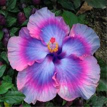 Purple With Pink Colour Exotic Rare Hibiscus For Garden Flower Beds Plant Bush 2 - £9.95 GBP