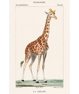 13212.Decor Poster.Home wall.Room vintage art design.Giraffe old illustr... - $23.47 CAD+