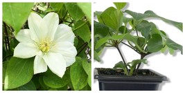 Clematis Guernsey Cream Live Starter Plants in 2 Inch Growers Pots - $49.99