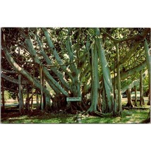 Vintage Chrome Florida Postcard, Banyan Tree Edison Estate Fort Myers, Lusterchr - £13.92 GBP