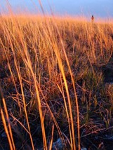 THJAR 300 LITTLE BLUESTEM GRASS Schizachyrium Scoparius Seeds - $4.99