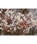 Allegheny Serviceberry (Amelanchier laevis) 33 - 41&quot; tall - flowers - be... - $32.62+