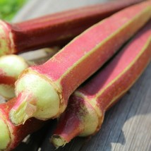 Abelmoschus Esculentus Jing Orange Okra Delicious And Very Ornamental Se... - $17.98