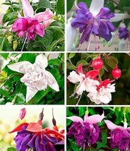 Mix 50pcs/bag Fuchsia Seeds Potted Flowers seeds,bonsai seeds.#5052 - $5.65