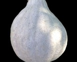 10 Blue Hubbard Squash Seeds  Non Gmo Heirloom Fast Shipping - $8.99