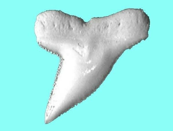 HAMMERHEAD SHARK TOOTH REAL NECKLACE PENDANT SURF WEAR GREAT SURFER CHOK... - $19.95