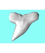 HAMMERHEAD SHARK TOOTH REAL NECKLACE PENDANT SURF WEAR GREAT SURFER CHOK... - $19.95