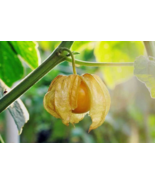 VN 100 Ground Cherry Seeds (Physalis Ixocarpa) Pineapple Cape Home Garde... - $13.31 CAD