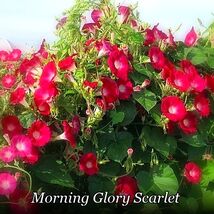 1856 morning glory scarlet pop thumb200