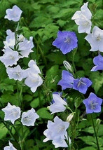 Peach Leaf Bellflower 255 Seeds Blue And White Mix Campanula Persicifolia Fresh  - £10.23 GBP