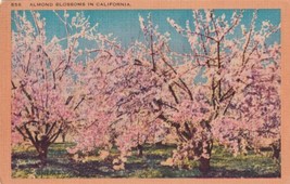 Almond Blossoms California CA Orchard Postcard B18 - £2.35 GBP