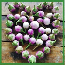 New Fresh Seeds 100 Seeds Thai Small White Purple Eggplant Mauve Purple - $13.50