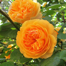 100 Seeds Rose Orange Climbing Flower Fresh Seeds for Planting - £9.50 GBP