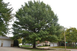 Pin Oak Tree qt pot (quercus palustris) image 4