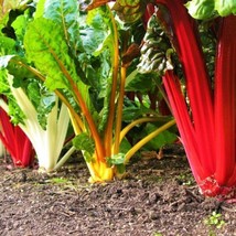 FRESH Rainbow Swiss Chard Seeds - Silverbeet Silver Beet Bright Color  - $6.00