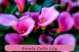4925 purple calla lily pop thumb200